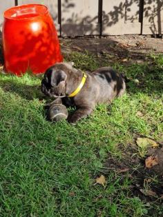 Französische Bulldogge Welpen mit Rute
