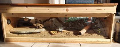 Bartagame - Paar mit Terrarium zu verkaufen