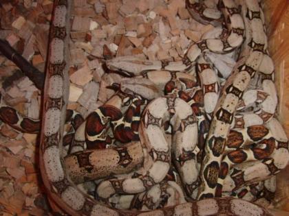 Kolumbianische Boa Constrictor Imperator Jungtiere
