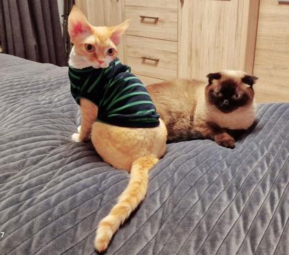 Devon Rex Kater Amour 10 Monate, kastriert - verspielt und sehr liebevoll