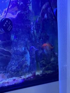 Meerwasser Aquarium
