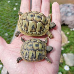 Griechische Landschildkröten/ Testudo hermanni, NZ 2022/2021