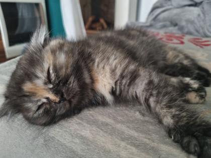 Exotic Shorthair Mix Kätzchen