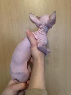 2 Kanadian Sphynx Mädchen