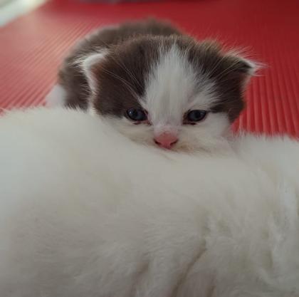 Süße BKH BLH Kitten mit Stammbaum
