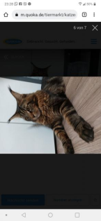 Deck Kater Rudi