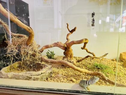 Terrarium mit Halsbandleguan w