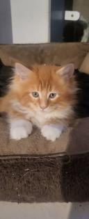 2 Main Coon Kitten abzugeben