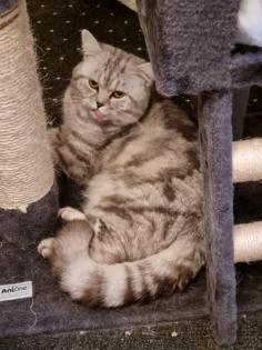 Bkh Deckkater Black Silber Tabby classic