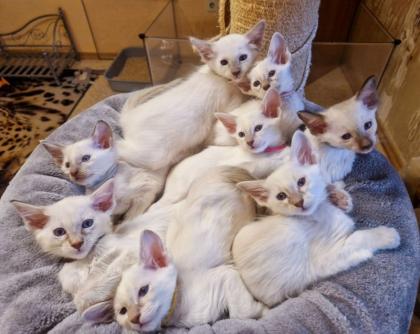 Traumhafte Balinesen Kitten suchen bald ihr neues Zuhause