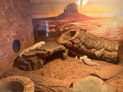 4 Leopardengeckos abzugeben
