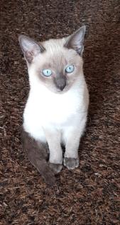 Siam / Thai Kitten Blue Point, Babys, Kätzchen. 1 Junge. Abgabebereit.