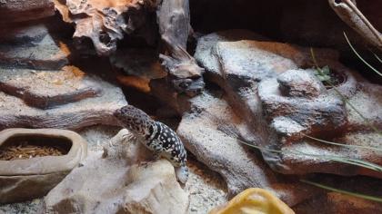 Halsbandleguan mit terrarium