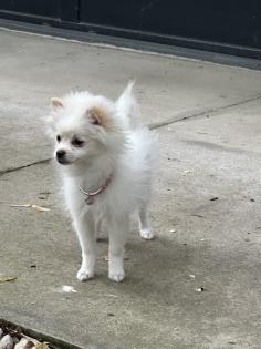 Zwergspitz Pomeranian Welpe