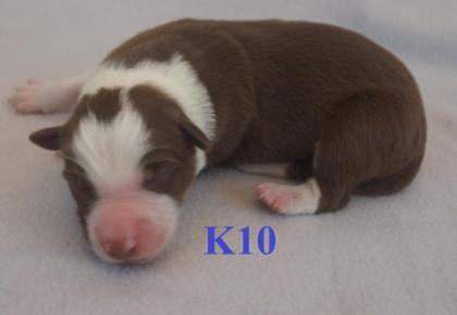Reinrassige Border Collie Welpen mit Ahnenliste