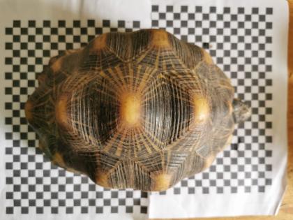 Geochelone Radiata 0. 4 weibchen