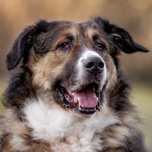 WOFFY - Mischling, Männlich, 4 Jahre, 66 cm, 38 kg, Gechipt, Kastriert