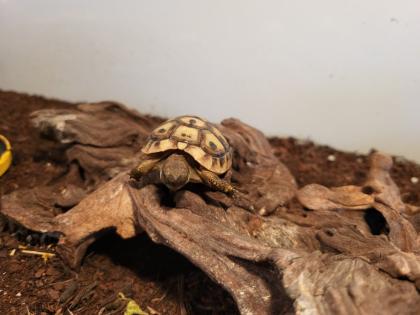 Griechische Landschildkröten Testudo hermanni
