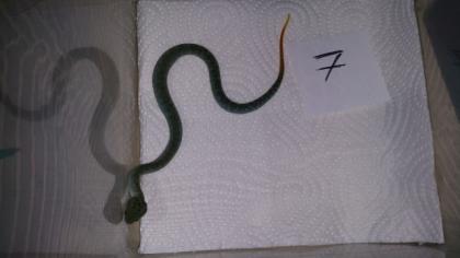 0, 0, 5 Atheris squamigera grün ENZ 09/2017