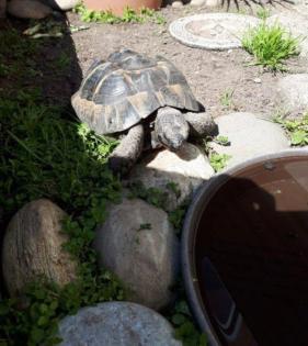 Griechische und maurische Landschildkröte mit Papieren beide männlich in gute Hände zu vergeben
