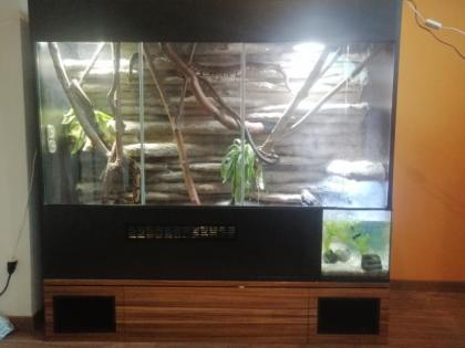3 konigspyton und xl terrarium