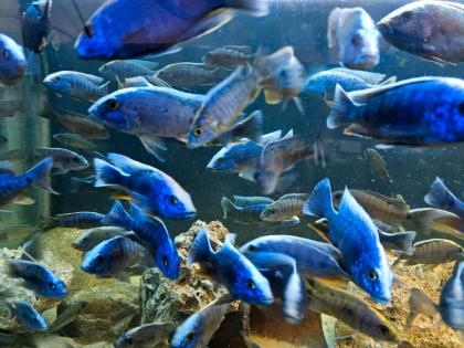 Sciaenochromis ahli