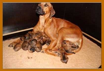 Rhodesian Ridgeback Hurra die Welpen sind da