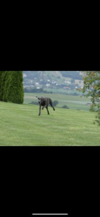 Blauer Weimaraner Rüde zu verkaufen