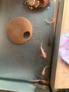 Junge Axolotl abzugeben, ausschließlich Abholung, kein Versand