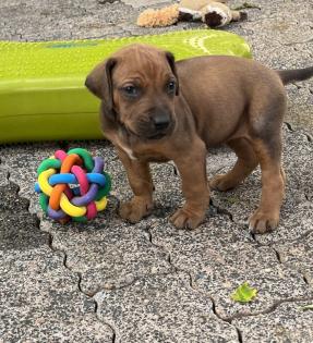Rhodesian Ridgeback Welpen mit Papieren