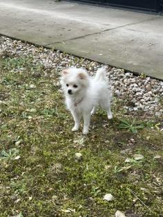 Zwergspitz Pomeranian Welpe