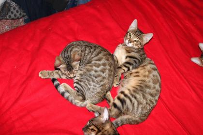 Mix Kater Lezte Kater