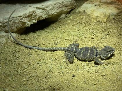 Halsbandleguan Weibchen, Crotaphytus collaris ca. 1, 5 Jahre alt