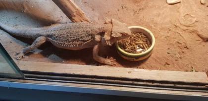 Terrarium mit Bartagame