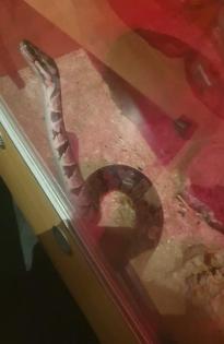 Königspython inkl. Terrarium Zubehör