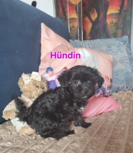 Zuckersüße maltipoo Babys