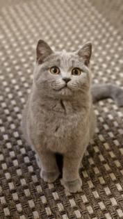 BKH Britisch Kurzhaar Katze Kitten