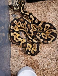 Python regius in gute Hände