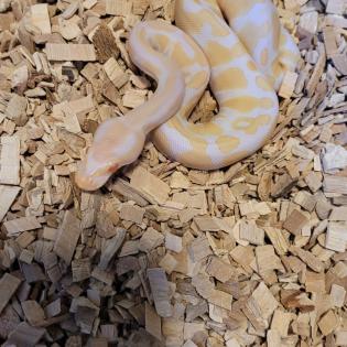 Königs python paar Männchen u Weibchen