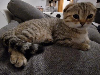BKH kitten suchen ein schönes Zuhause
