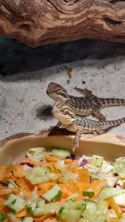 Baby Bartagame Nachzucht