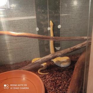 Pearl Albino het Tigerpython