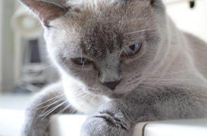 4 kleine BKH Kitten suchen ein neues Zuhause