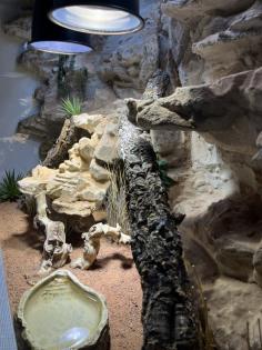 Zwergbartagame mit Terrarium