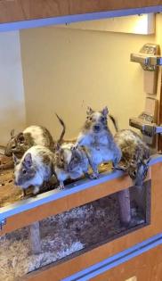 Degu Mädels suchen ein neues Zuhause