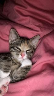 Chanel sucht neues Zuhause