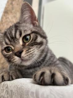 BKH black silver classic tabby /spotted