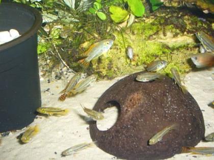 Apistogramma cacatuoides