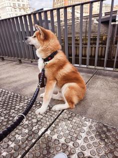 Akita Inu Rüde