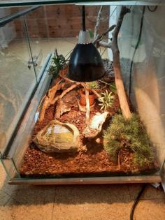 Kornnatter mit Terrarium abzugeben